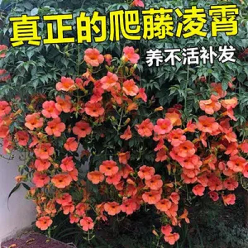 凌霄花苗藤类攀爬植物室外花苗藤本花卉阳台炮仗花盆栽爬藤老桩 - 图0