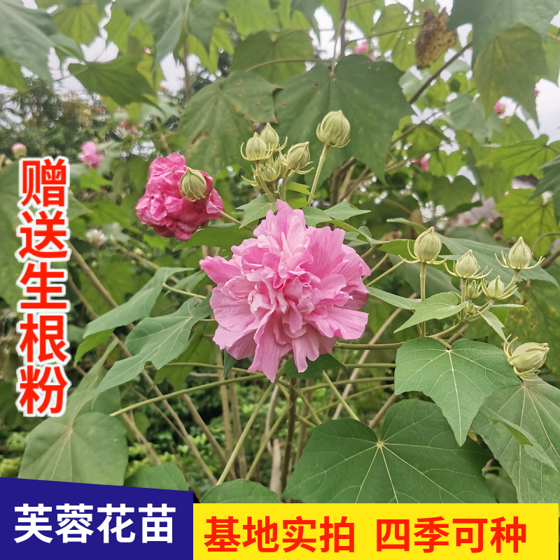 三醉芙蓉花苗变色拒霜花耐寒重瓣木芙蓉花室内外四季可种当年开花 - 图0