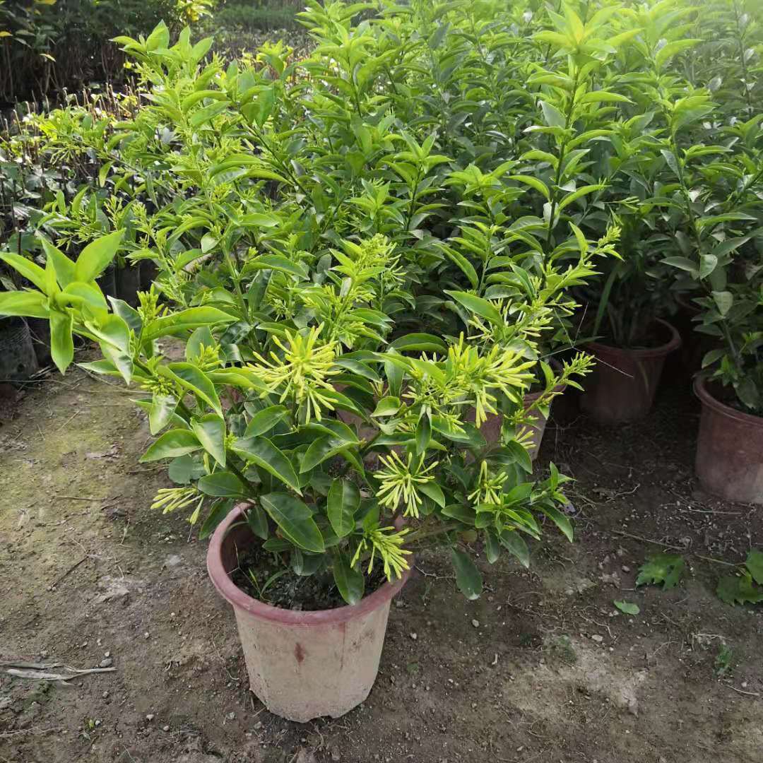 夜来香花树苗九里香夜来香盆栽花卉植物室内驱蚊花苗浓香四季开花 - 图2