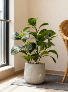 仿真橡皮树盆栽室内净化空气