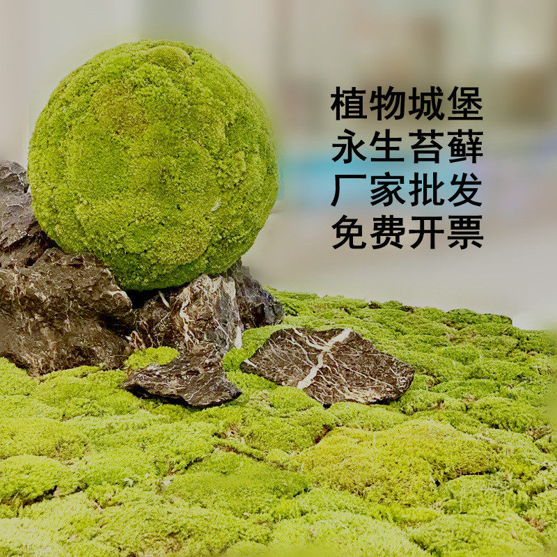 厂家批发永生白发藓仿真苔藓盒装青苔枯山水造景植物墙室内景观,淘宝优惠券,粉丝福利购,淘宝优惠卷