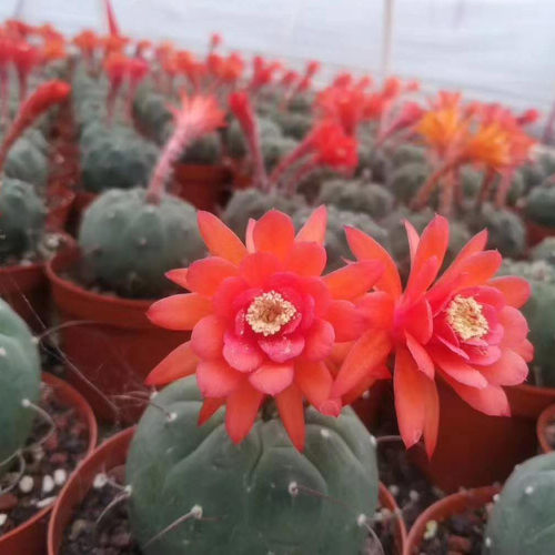 】基地直供【家居植物花卉盆栽仙人掌多肉植物盆栽奇仙玉 - 图0