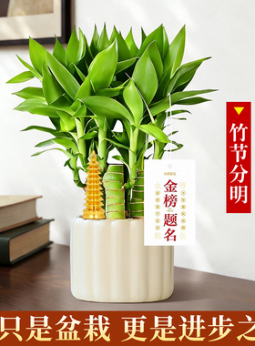 文昌竹富贵竹金榜题名办公桌绿植
