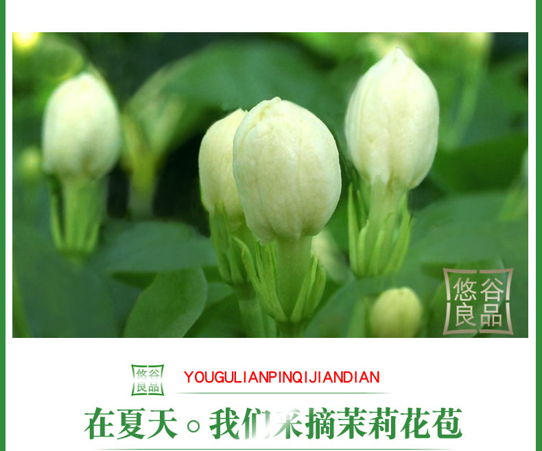 【试喝推广】浓香型茉莉花茶2023新茶叶特级罐装飘雪横县花茶半斤