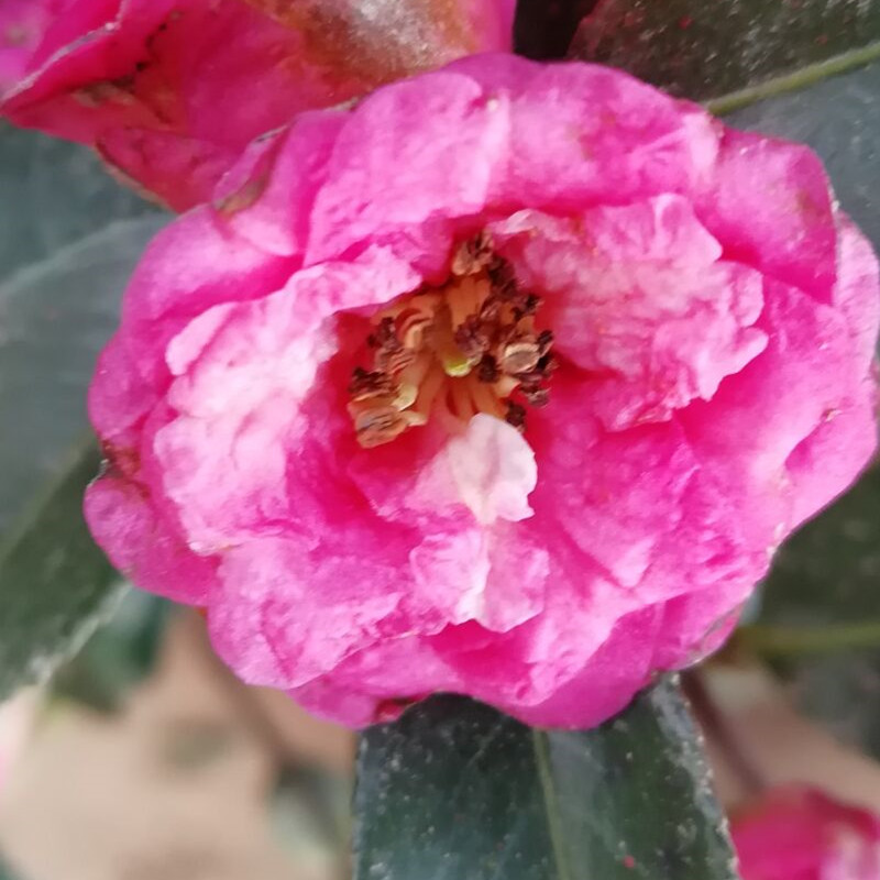 庭院绿植花卉盆栽茶梅花苗茶梅盆栽茶花树苗四季常青茶梅树苗包邮