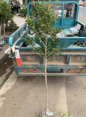 法国小叶黄杨庭院四季常青篱笆