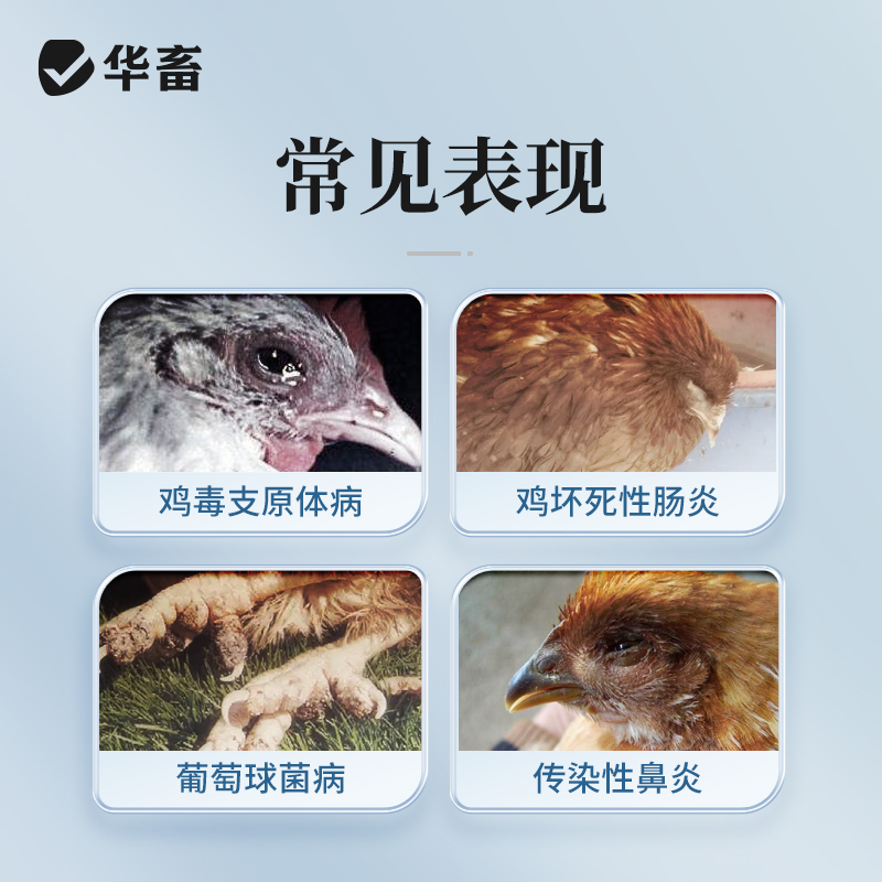 华畜兽药酒石酸泰乐菌素可溶性粉兽用支原体感染呼吸道鸡禽猪鼻炎 - 图2