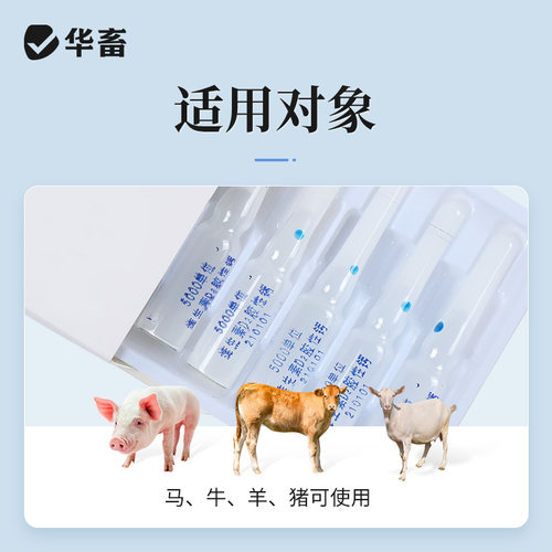 华畜兽药维生素d2注射剂维丁胶性钙针剂兽用猪牛羊产后瘫痪软骨症 - 图2