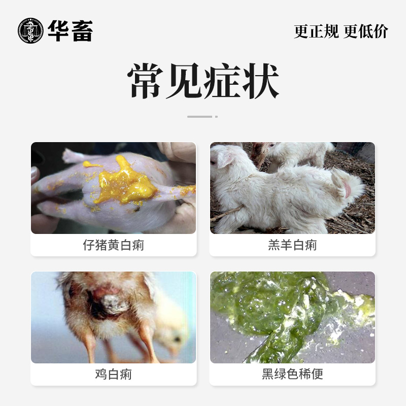 华畜杨树花口服液 兽药兔子牛羊鸡鸭仔猪拉稀痢疾兽用止痢散猪用 - 图1