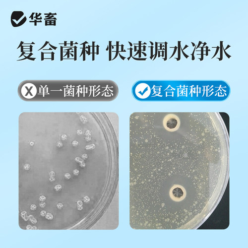 华畜复合芽孢杆菌菌种水产养殖专用原种菌粉虾蟹塘活菌em益生菌X - 图2