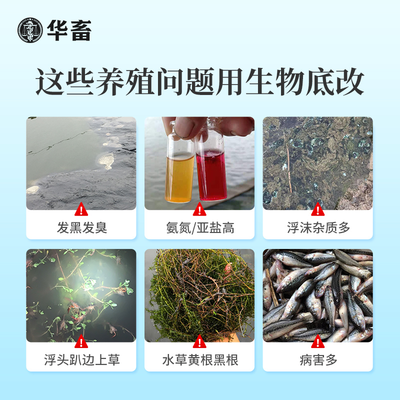 华畜生物底改双效改底王鱼虾蟹塘解毒调水增氧除臭水产养殖净水宝 - 图2