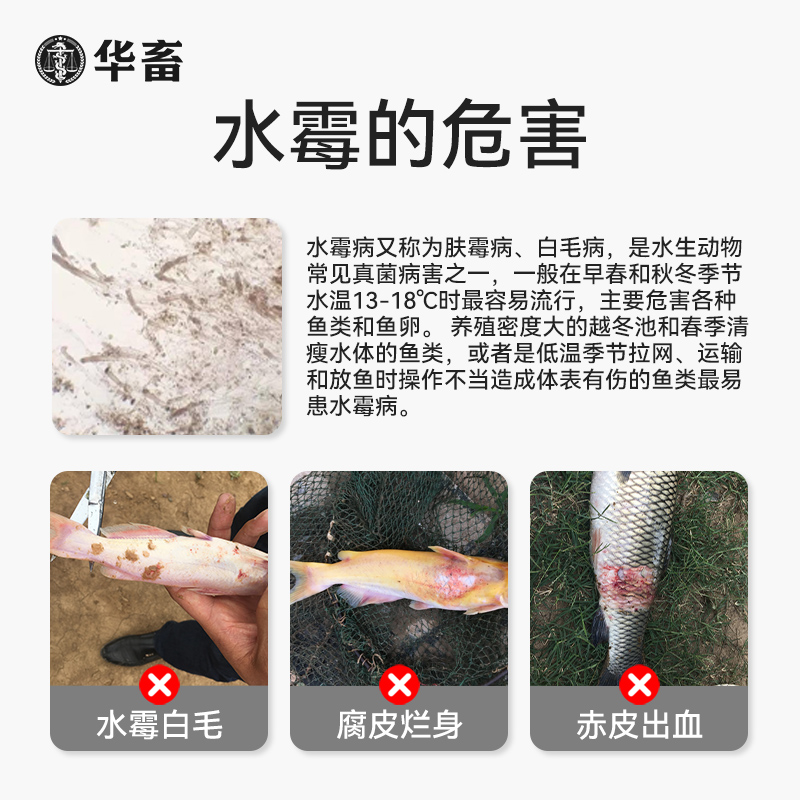 华畜硫醚沙星水产养殖水霉病专治鱼药鱼塘消毒杀菌烂身烂尾水霉净 - 图0