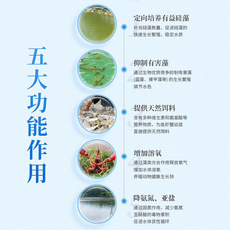 华畜硅藻藻种水产养殖小球藻绿藻硅藻种鱼虾蟹塘水产复合肥水培藻 - 图2