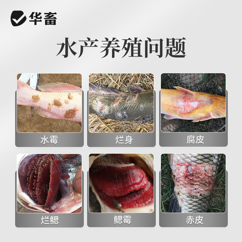 华畜硫醚沙星水产养殖聚维酮碘白毛水霉腐皮鱼塘烂尾烂身养鱼专用 - 图0