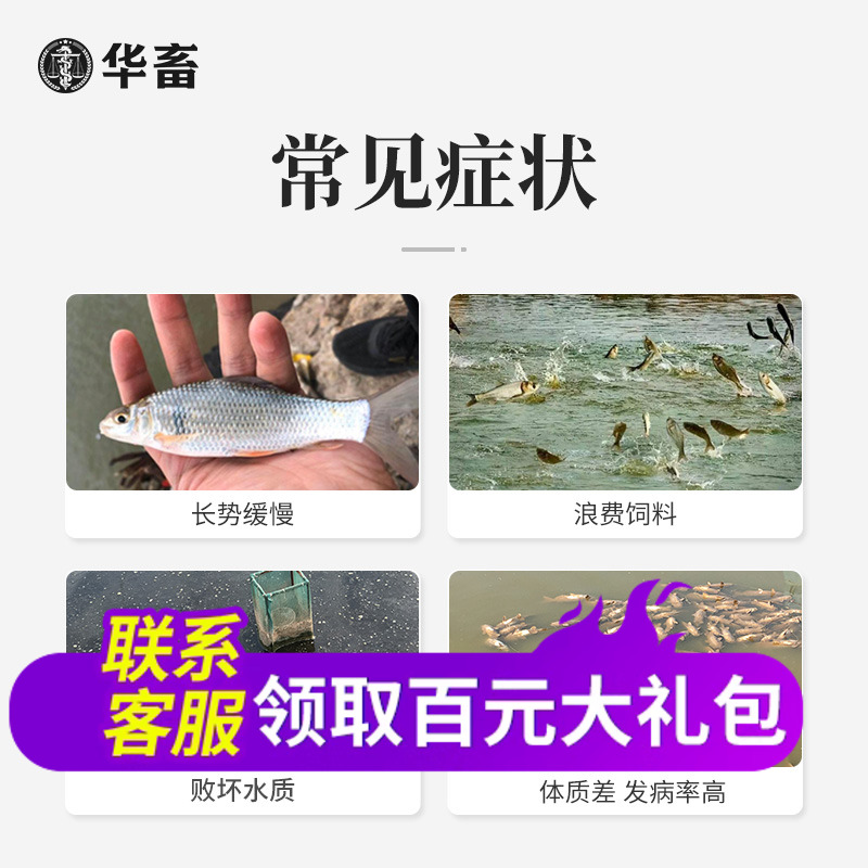 华畜开胃速长宝水产养殖鱼虾增重增产诱食开胃促生长抗应激诱食剂 - 图0