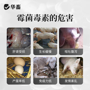 华畜脱霉剂正品兽用鸡禽牛羊用饲料添加剂母猪孕畜生物玉米脱霉净