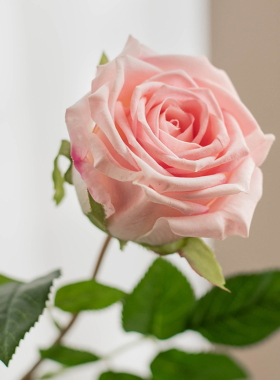 保湿仿真玫瑰花高级感逼真假花