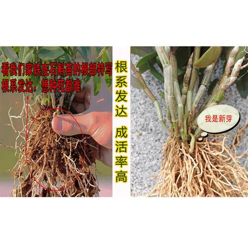 铁皮石斛苗原产地基地直发带根 3年生1斤石斛苗 可食用非霍山盆栽 - 图0