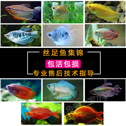曼龙鱼五彩丽丽热带观赏鱼珍珠马甲球鱼好混养耐活黄蓝小型曼龙鱼 - 图2