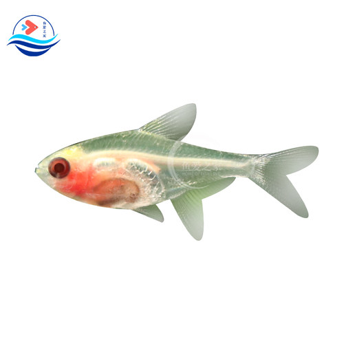 玻璃鱼集锦热带鱼观赏鱼活体群游淡水草缸鱼包活新手可混养小型鱼 - 图3