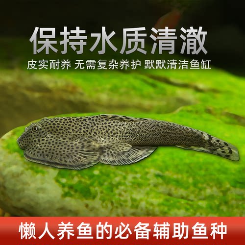 黑清道夫黄清道夫红眼女王大帆豹纹爬岩鳅底层吃垃圾吃粪便工具鱼 - 图0