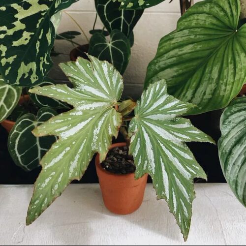 塔莎的花园鳟鱼竹节福寿秋海棠乌头杂塞拉山王室内外阳台观叶植物 - 图1