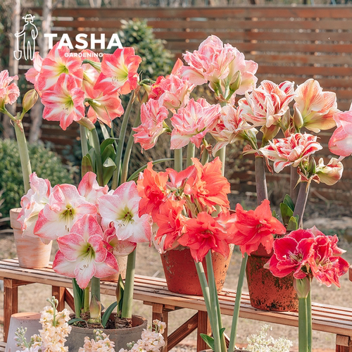 塔莎的花园朱顶红重瓣大种球盆栽年宵花园艺球根花卉现货7天发 - 图3