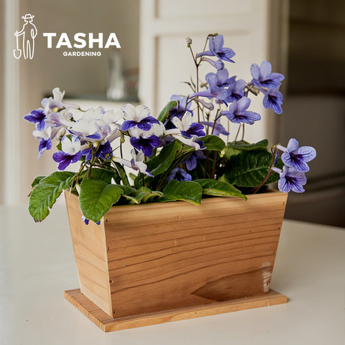 塔莎的花园堇兰盆栽草花海角樱草室内花卉花苗绿植开花植物 - 图1