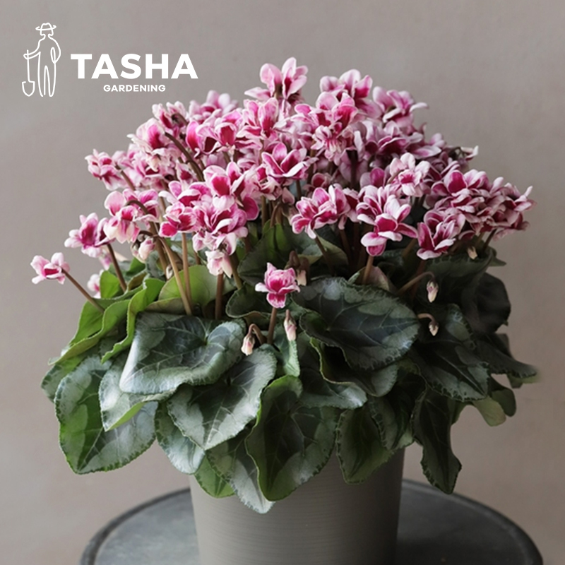 塔莎的花园仙客来盆栽带花室内客厅植物小苗开花迷你年宵花卉大花 - 图3