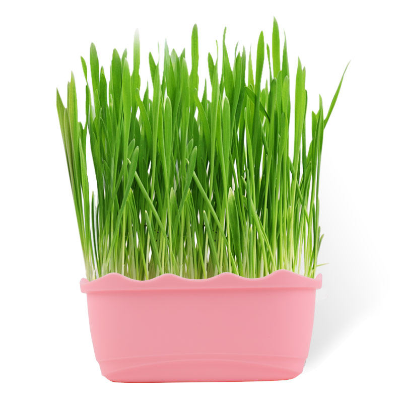 Pvy有机猫草种子10包 2包营养土 热品库 性价比省钱购