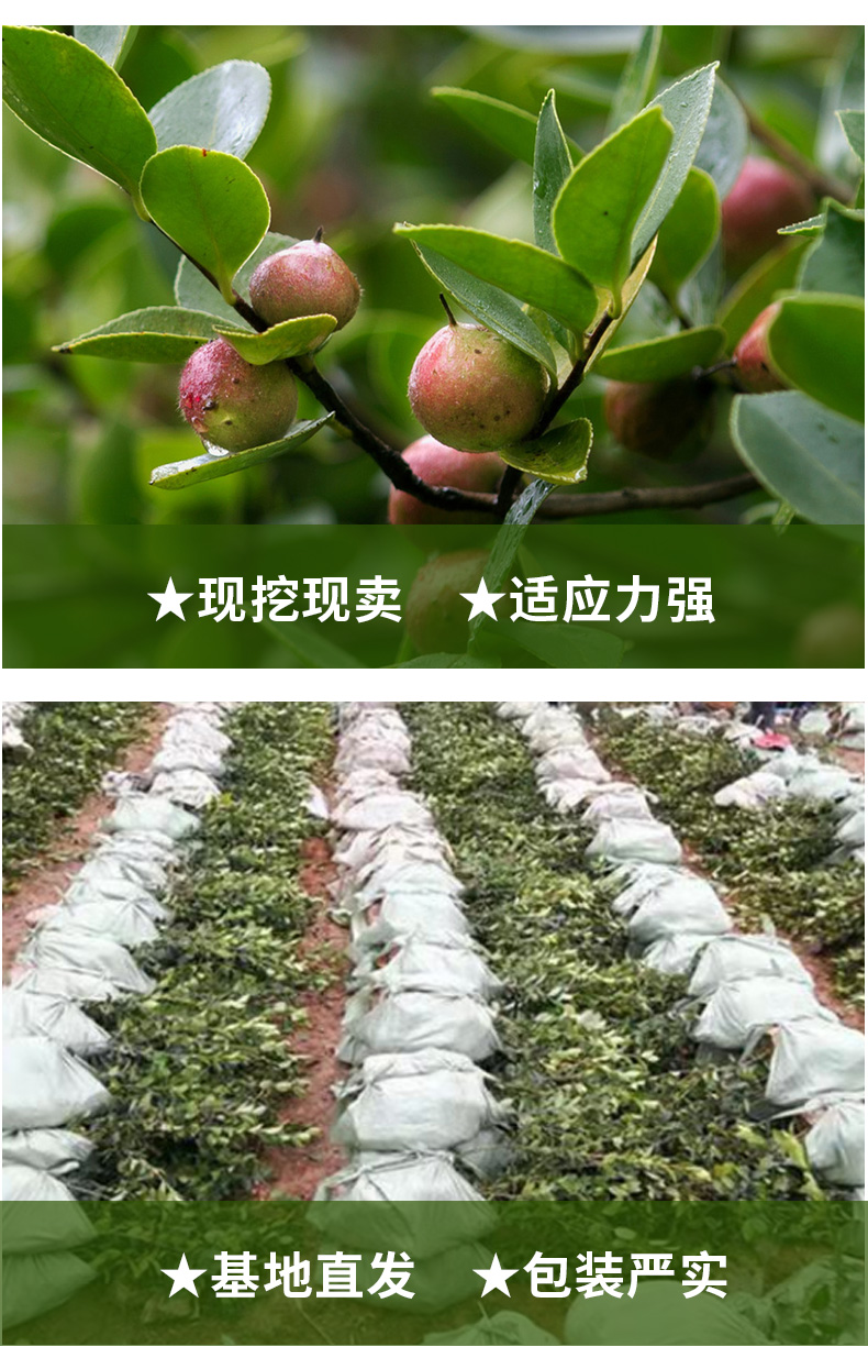 江西高产嫁接长林系油茶苗南方种植油茶树苗杂交中大果杯苗茶树苗 - 图3