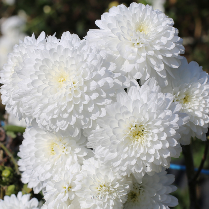 贡菊新货贡菊花茶黄山贡菊花玫瑰花白菊花干花泡茶正品官方旗舰店