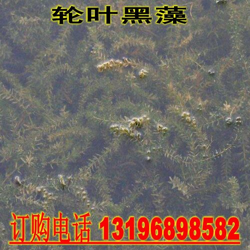 池塘养鱼虾蟹水草种子水花生水葫芦轮叶黑藻伊乐藻苦草菹水草种子 - 图2
