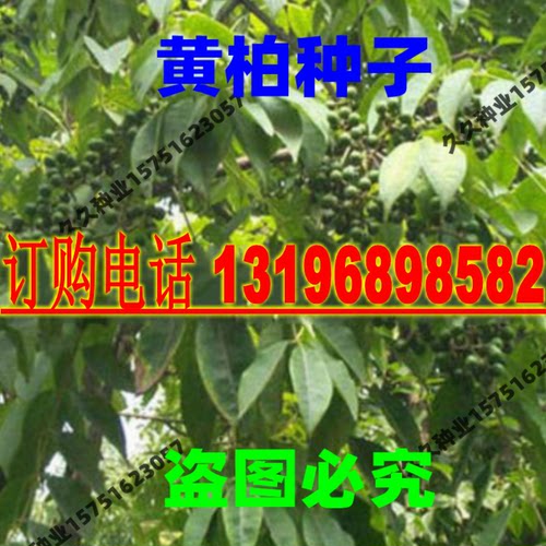 川黄柏种子黄檗种子黄树皮苗种子黄菠萝种籽元柏籽关黄柏种籽药材 - 图2