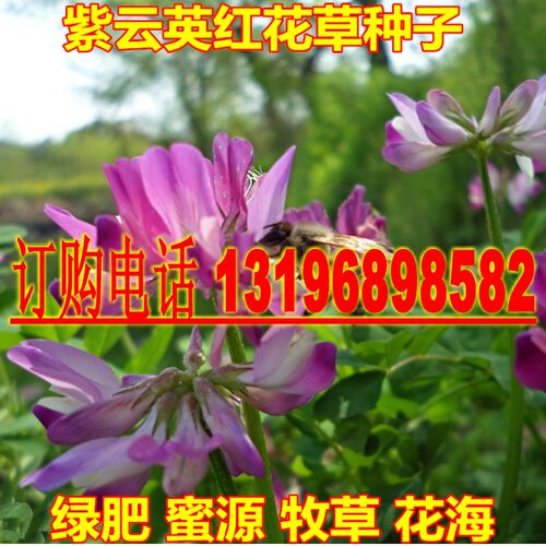 紫云英种子红花草食用野菜果园养蜂蜜源绿肥植物紫花苜蓿牧草种籽 - 图0