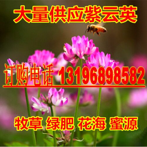 紫云英种子红花草食用野菜果园养蜂蜜源绿肥植物紫花苜蓿牧草种籽 - 图1