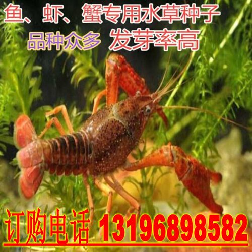 池塘养鱼虾蟹水草种子水花生水葫芦轮叶黑藻伊乐藻苦草菹水草种子 - 图0