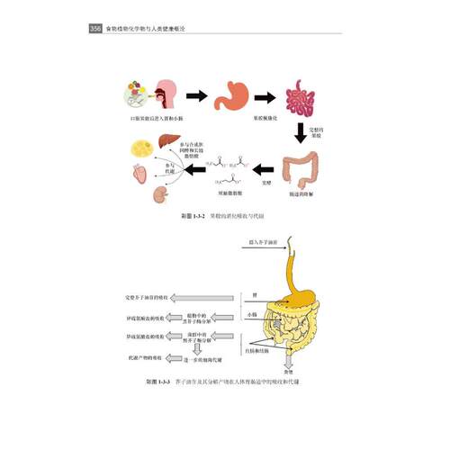 食物植物化学物与人类健康概论 中国营养学会 编著 编 护理学生活 新华书店正版图书籍 北京大学医学出版社 - 图1