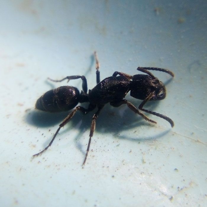 横纹齿猛蚁  宠物蚂蚁蚂蚁活体大蚂蚁 扁头猛蚁 蚂蚁城堡工坊