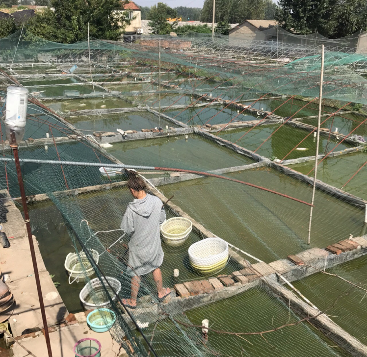 兰寿苗小苗玛丽泰狮苗兰寿泰狮苗金鱼小苗金鱼苗冷水鱼兰寿精品苗-图1