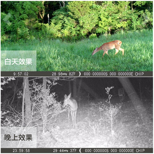 新佰H9W 高清4K红外相机感应夜视户外缩时摄像机野外监控动物防盗 - 图3