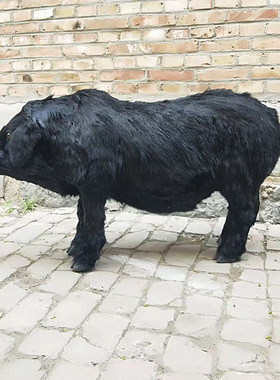 仿真黑猪1比1白猪模型花白猪动物道具屠宰场大黑猪摆件拍短剧假猪