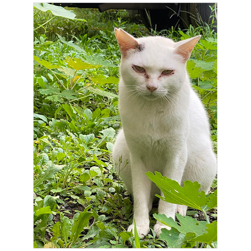 【预售】歌舞伎町的流浪猫TANYA和我 歌舞伎町の野良猫「たにゃ」と僕 原版日文插画作品集 - 图0