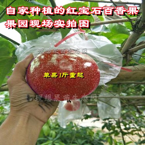 红宝石百香果苗嫁接蓝皮紫色果树黄金满天星百香果新品种常绿结果 - 图0