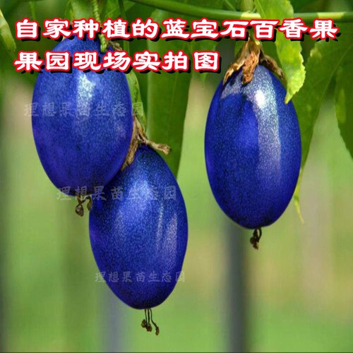红宝石百香果苗嫁接蓝皮紫色果树黄金满天星百香果新品种常绿结果 - 图2