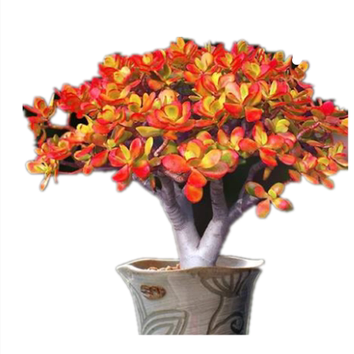 玉树盆栽老桩花卉姬红花月多肉植物室内盆栽肉肉大颗好养红叶玉树 - 图3