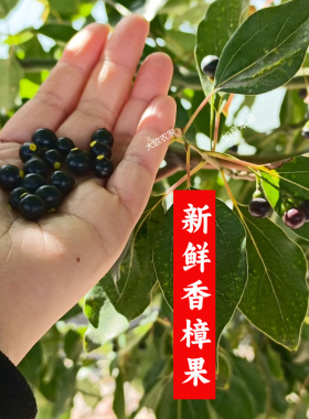 现摘香樟树叶中药材香樟树果鱼饵香樟香料洗澡止痒驱蚊虫净化空气