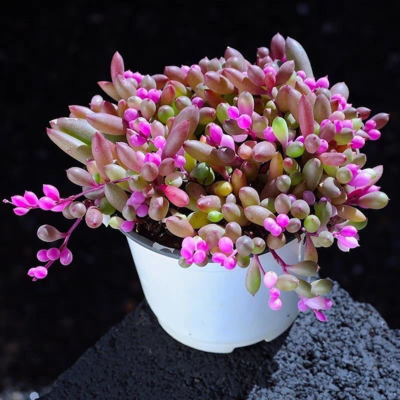 紫玄月吊兰多肉植物佛珠情人泪花卉盆栽办公室绿植珍珠吊兰,淘宝优惠券,粉丝福利购,淘宝优惠卷