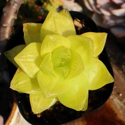 多肉植物十二卷桌面绿植花卉室内盆栽精品 - 图0