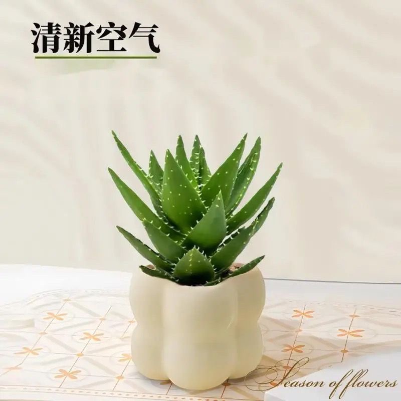 不夜城芦荟盆栽室内桌面摆放好养活耐旱绿植新手入门盆景网红多肉 - 图1